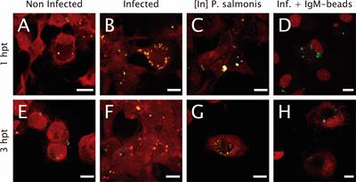 Non-Specific Antibodies Induce Lysosomal Activation in Atlantic Salmon Macrophages Infected by Piscirickettsia salmonis